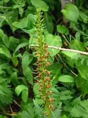 Pedicularis incarnata