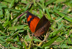 Fountainea eurypyle confusa