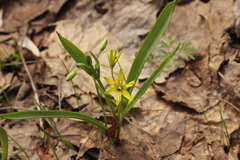 Gagea lutea