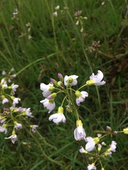 Cardamine pratensis pratensis