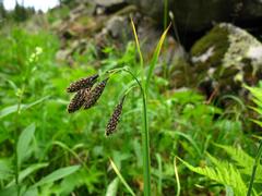 Carex aterrima