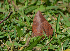 Fountainea eurypyle confusa