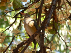 Turdus libonyana