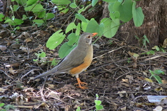 Turdus libonyana