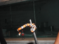 Lampropeltis polyzona