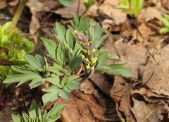 Corydalis cava