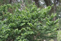 Bridelia micrantha