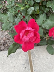 Rosa