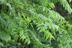 Celtis laevigata