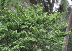 Bridelia micrantha