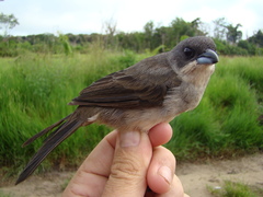 Tachyphonus phoenicius