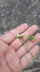 Ageratina choricephala