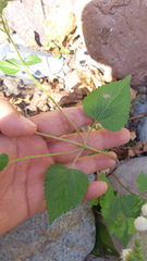 Ageratina choricephala