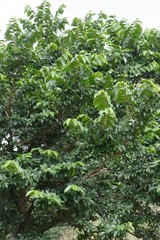 Bridelia micrantha