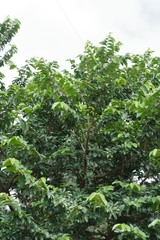 Bridelia micrantha