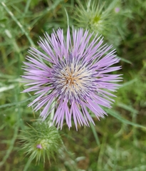 Galactites tomentosus