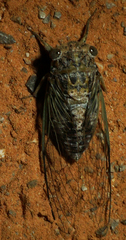 Diceroprocta vitripennis