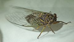 Diceroprocta vitripennis