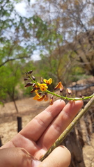 Platymiscium trifoliolatum