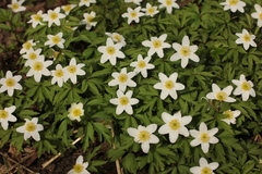 Anemonoides nemorosa