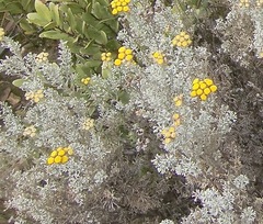 Pentzia trifida