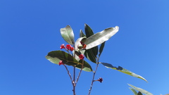 Licaria