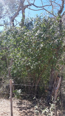 Licaria