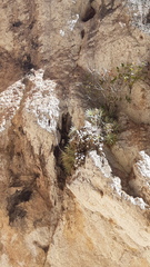 Mammillaria scrippsiana