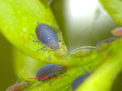 Neophyllaphis totarae