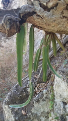 Selenicereus ocamponis