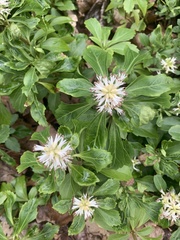 Pachysandra