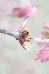 Neuroterus vesicula