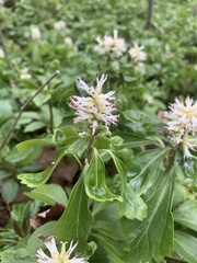 Pachysandra