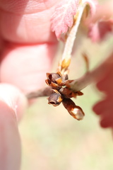 Neuroterus vesicula