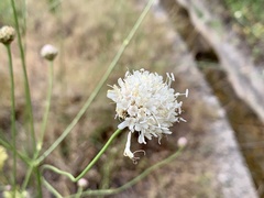 Cephalaria linearifolia