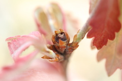 Neuroterus vesicula