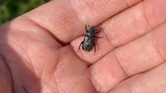 Clinterocera scabrosa