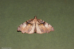 Chalastra pellurgata