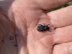 Clinterocera scabrosa