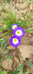 Convolvulus tricolor