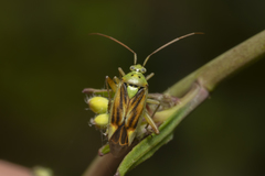 Closterotomus
