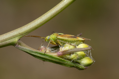 Closterotomus