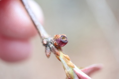 Neuroterus vesicula