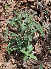 Scutellaria integrifolia