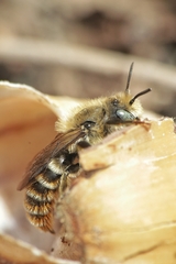 Osmia rufohirta