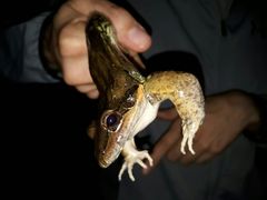 Leptodactylus insularum