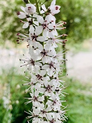 Lysimachia ephemerum
