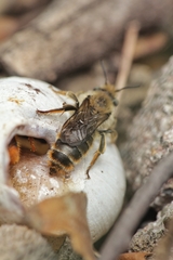 Osmia rufohirta