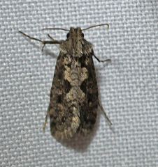 Acrolophus popeanella