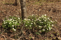 Anemonoides nemorosa